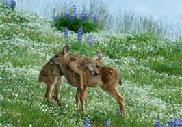 2fawns.jpg