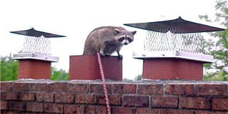 3chimney1coon.jpg