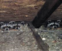 5raccoons.jpg