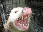 opossum1.jpg