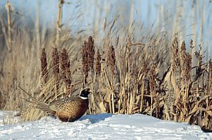 pheasants.jpg