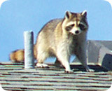 wildlife-raccoon.jpg