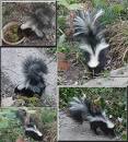 1skunks1.jpg