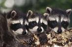 3raccoons.jpg