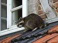 642011raccoononroof.jpg