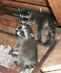 6raccoons.jpg