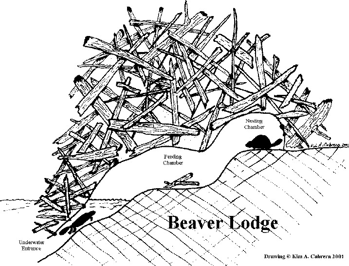 beaverlodge3.gif