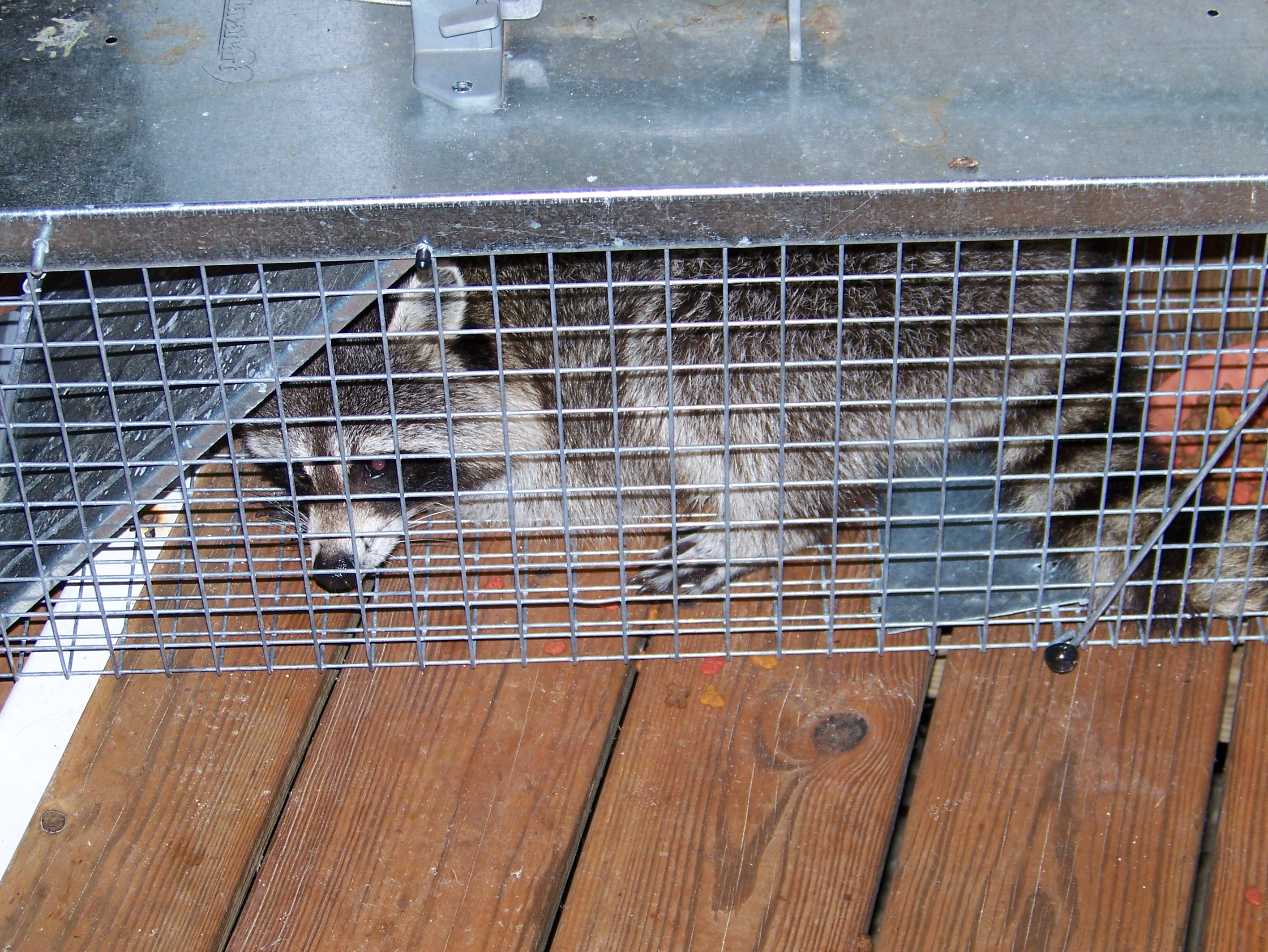 cooncage.jpg