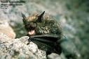 easternsmallfootedmyotis.jpg