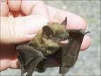 littlebrownbat.jpg