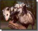 opossum3.jpg