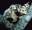 opossumwithfamily.jpg