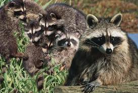 raccoonmotherbaby.jpg