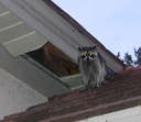 raccoononroof.jpg