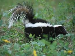 skunk1.jpg