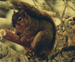 squirrelo4.jpg