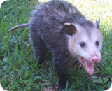 wildlife-opossum.jpg