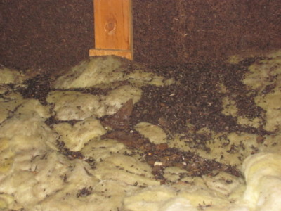 Bat Guano (aka feces)